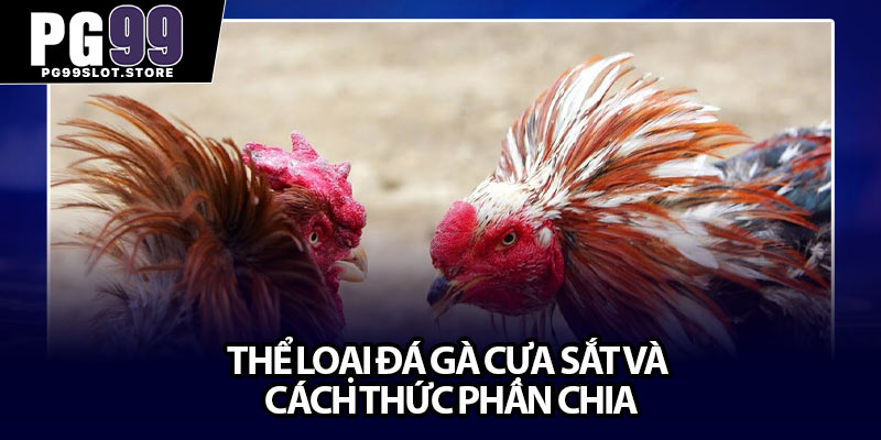 Thể loại đá gà cựa sắt và cách thức phân chia